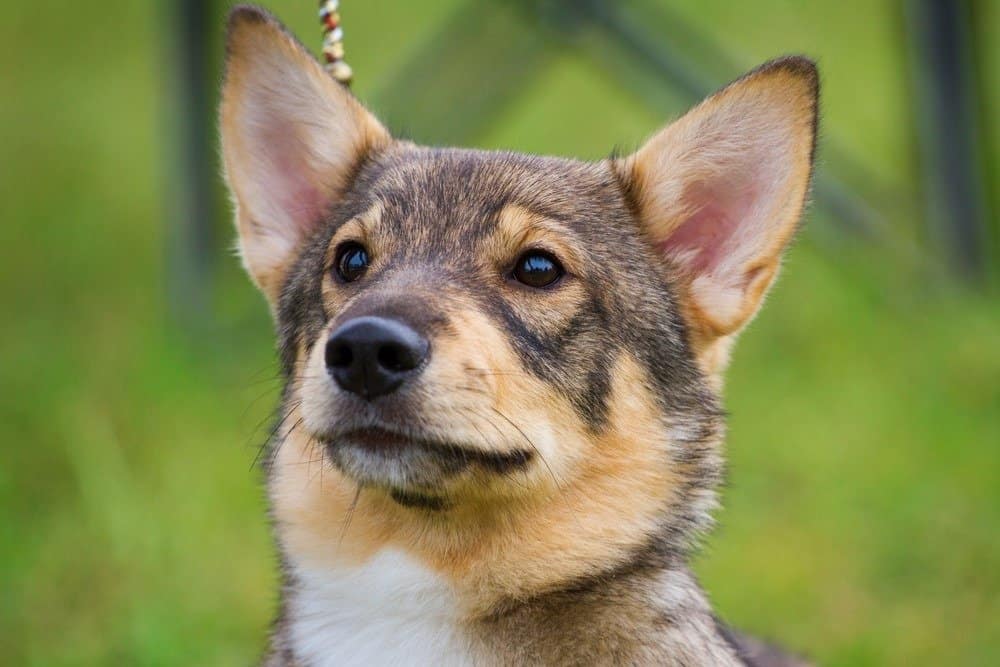 Swedish Vallhund portrait in the summer