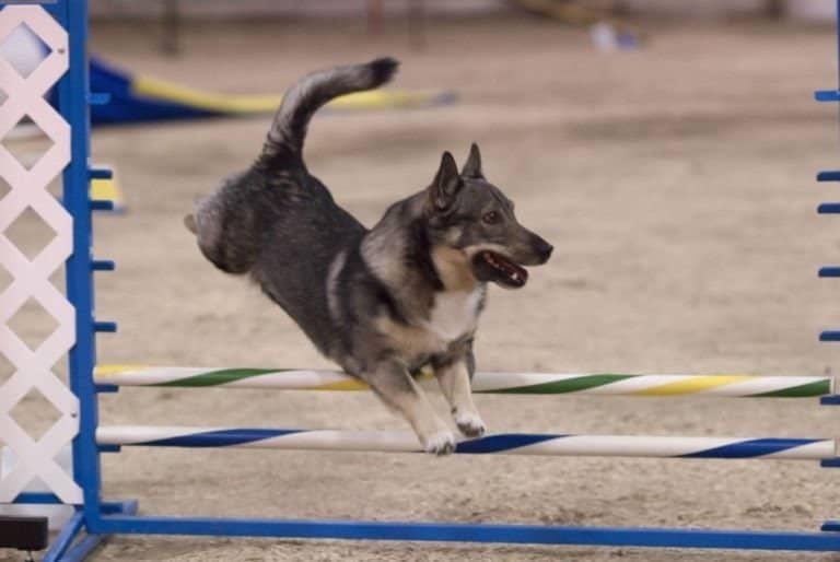 A Swedish Vallhund doing agility.