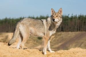 6 Dog Breeds That Look Like Coyotes But Are Good Pets Picture