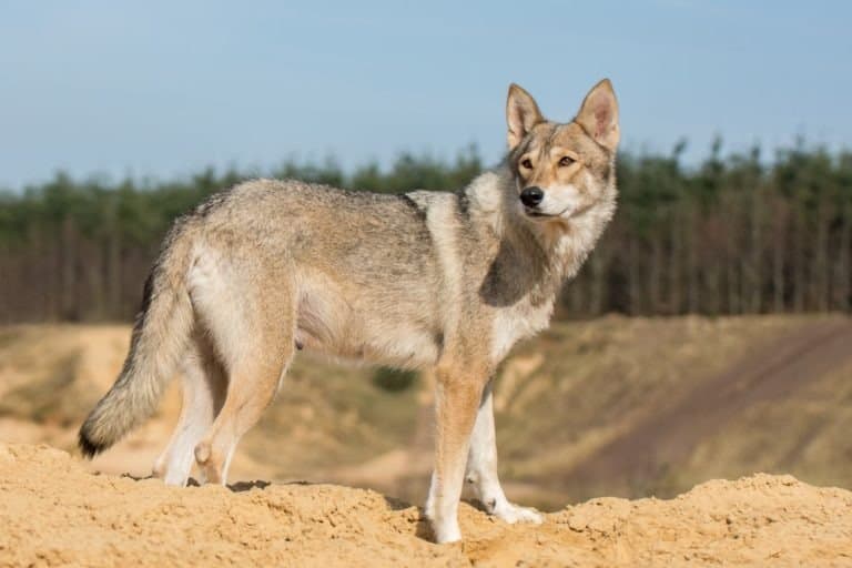 Tamaskan female dog standing on a ridge