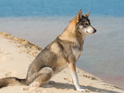 A Canis lupus