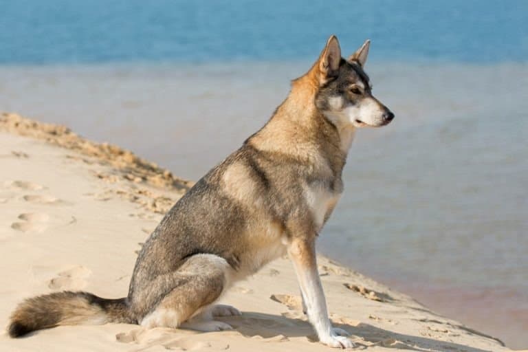 Tamaskan female dog sitting at the river