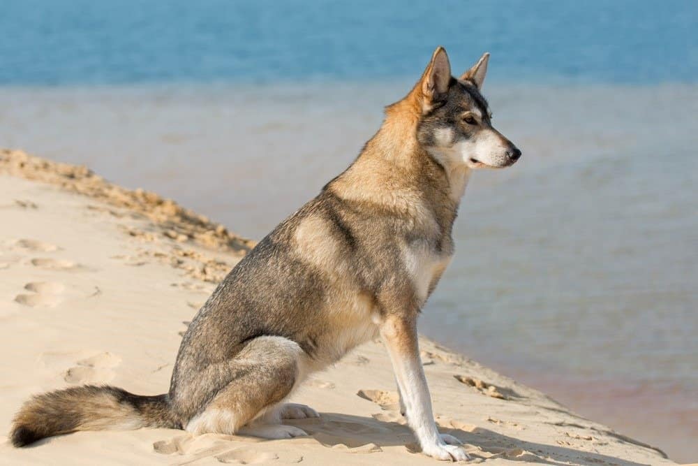 Tamaskan german shepherd store mix