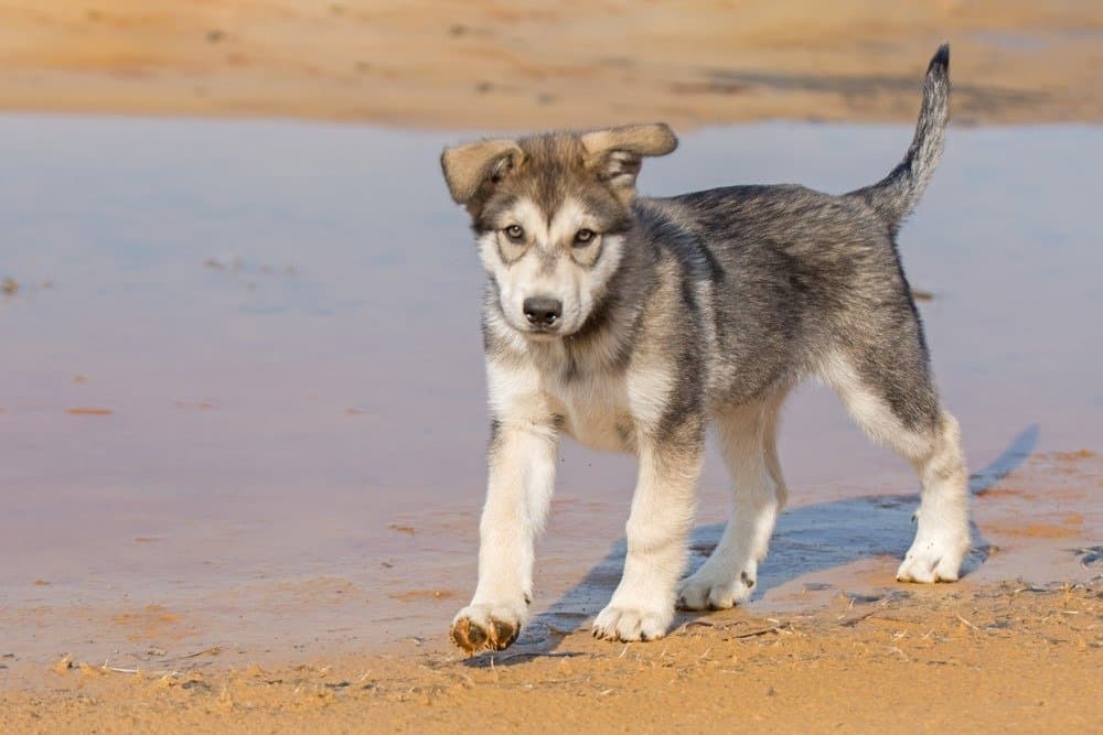 Tamaskan puppy playing at the river