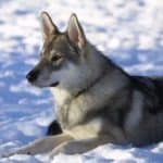 Tamaskan Dog
