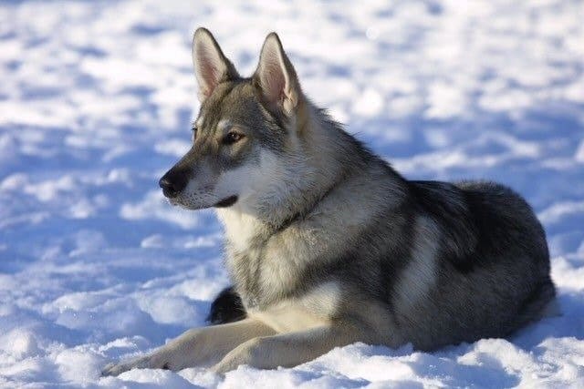 Tamaskan dog lying in the snow