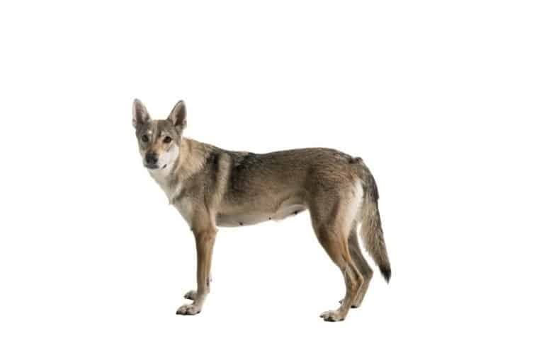 Tamaskan dog seen from the side isolated on white background