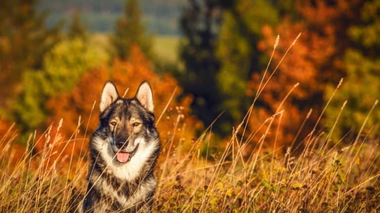 Tamaskan Animal Facts | Canis lupus - A-Z Animals