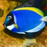 Doctorfish