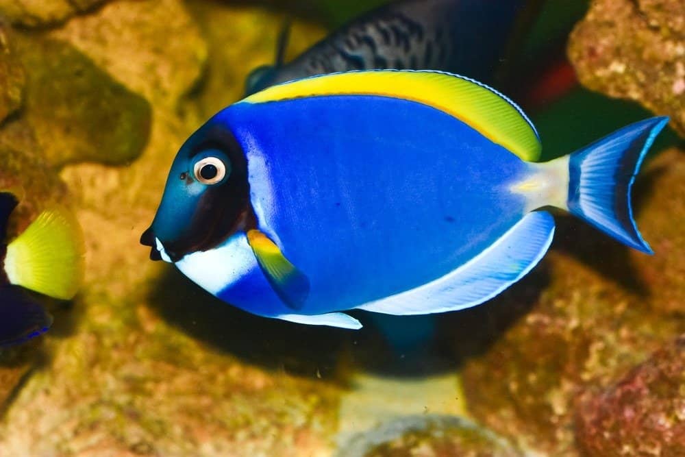 baby powder blue tang