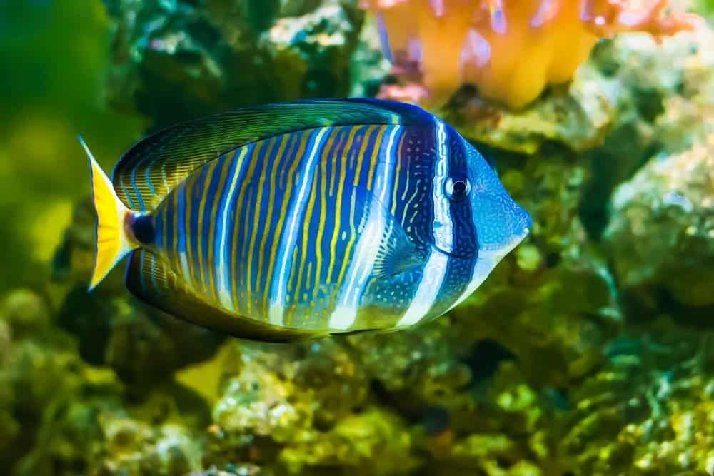 Sailfin Tang fish