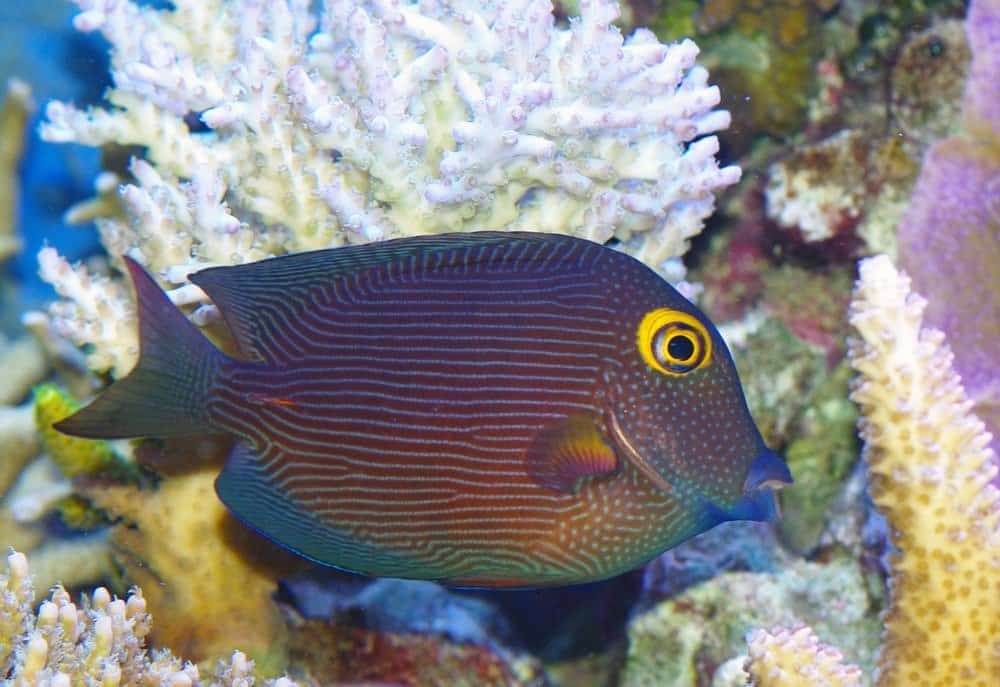 Kole Tang, Spotted surgeonfish