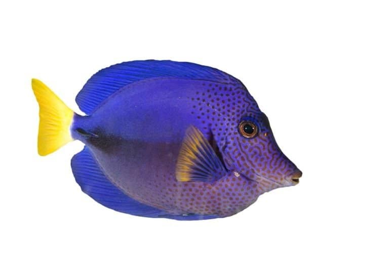 Purple Tang isolated on White