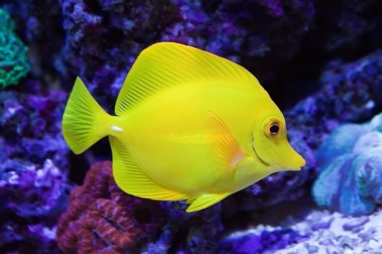 Beautiful Yellow Tang, salt water aquarium fish