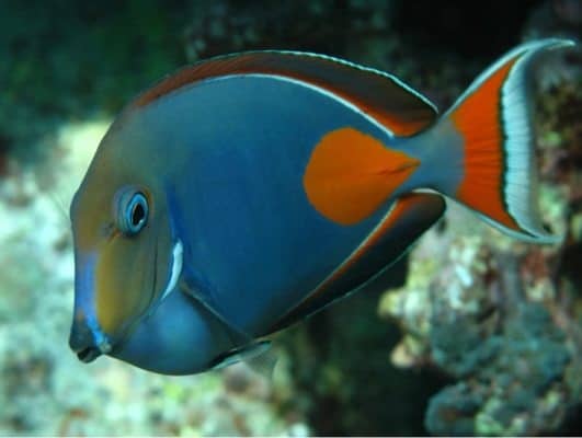 Tang Animal Facts - Acanthuridae - A-Z Animals