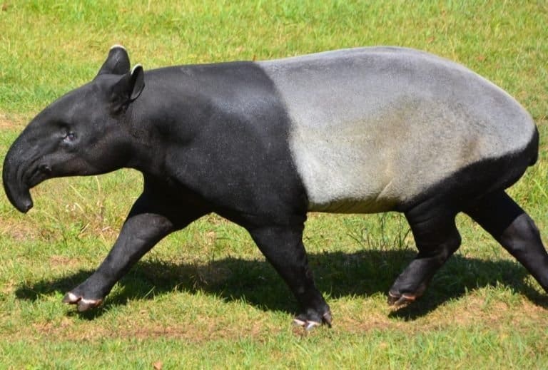 The Malayan tapir (Tapirus indicus), also called the Asian tapir, is the largest of the five species of tapir and the only one native to Asia.