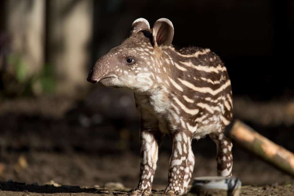 Small striped baby of the endangered South American tapir (Tapirus terrestris)