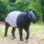 Tapir