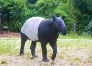 10 Incredible Tapir Facts Picture