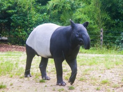 A Tapir