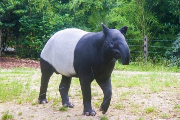 Tapir Animal Facts | AZ Animals