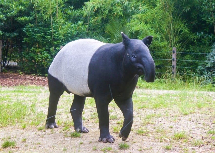 A Malayan tapir is eating grass.