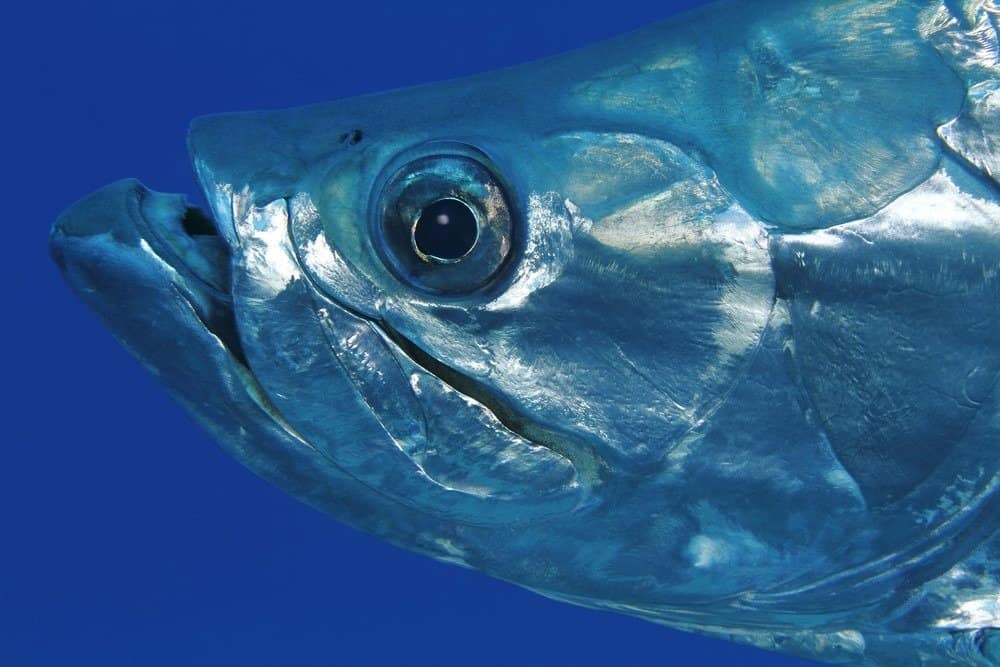 Closeup of Tarpon (Megalops atlanticus) - Bonaire
