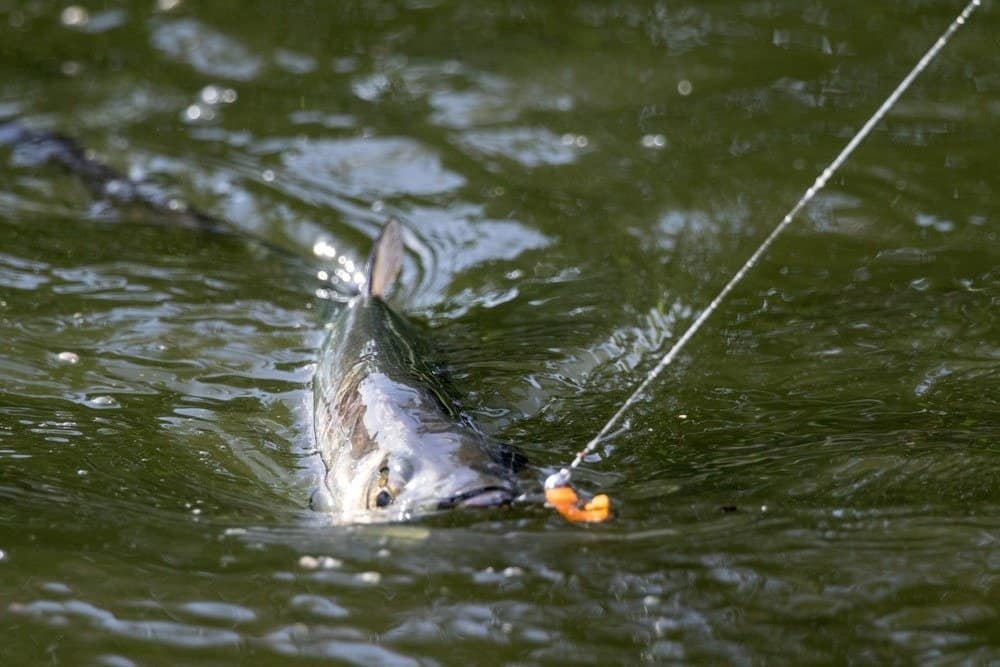 Tarpon jumping, fighting with an angler