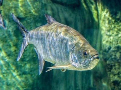 A Tarpon