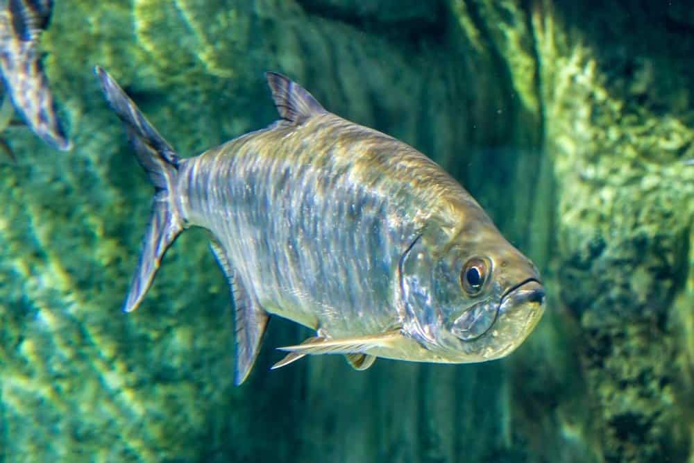 The Atlantic tarpon (Megalops atlanticus)