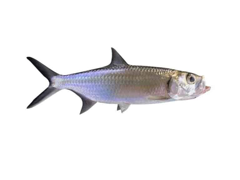 Tarpon fish on white background