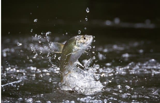Juvenile Tarpon jumping out of the water