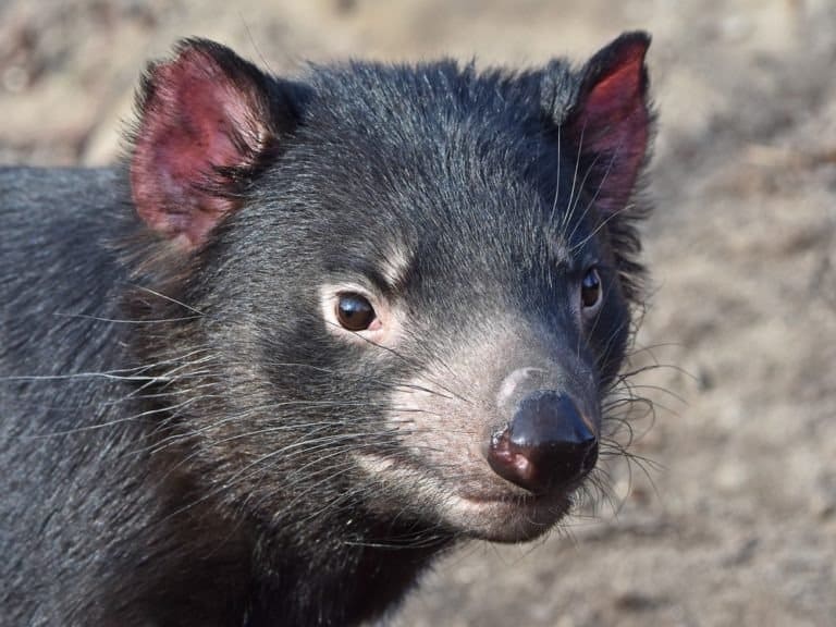 Tasmanian Devil closeup