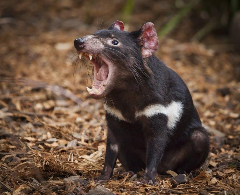 Tasmanian Devil, They are Australia‘s largest living carnivorous marsupial. They are only wild in Tasmania but scientists have been calling for them to be reintroduced to the mainland.