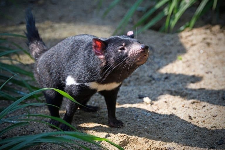 Tasmanian devil walks on path sniffing