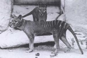 The 9 Coolest Extinct Animals to Ever Walk the Earth Picture