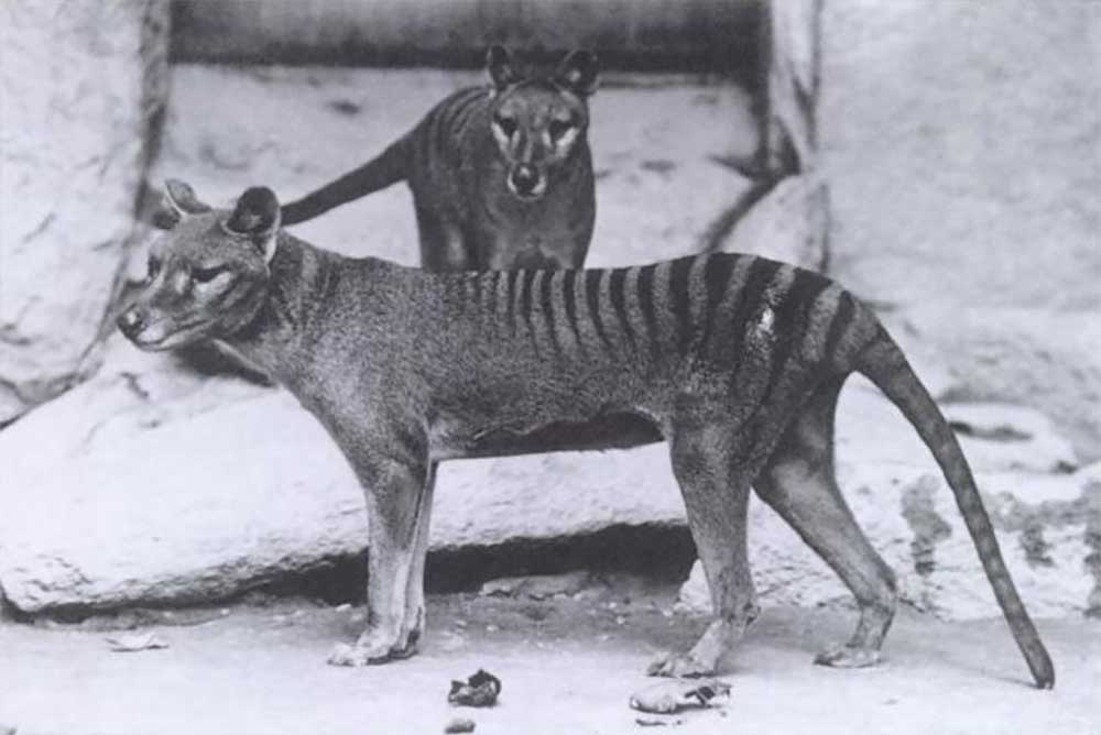 Tasmanian tiger inside Washington, DC zoo photographed in 1902