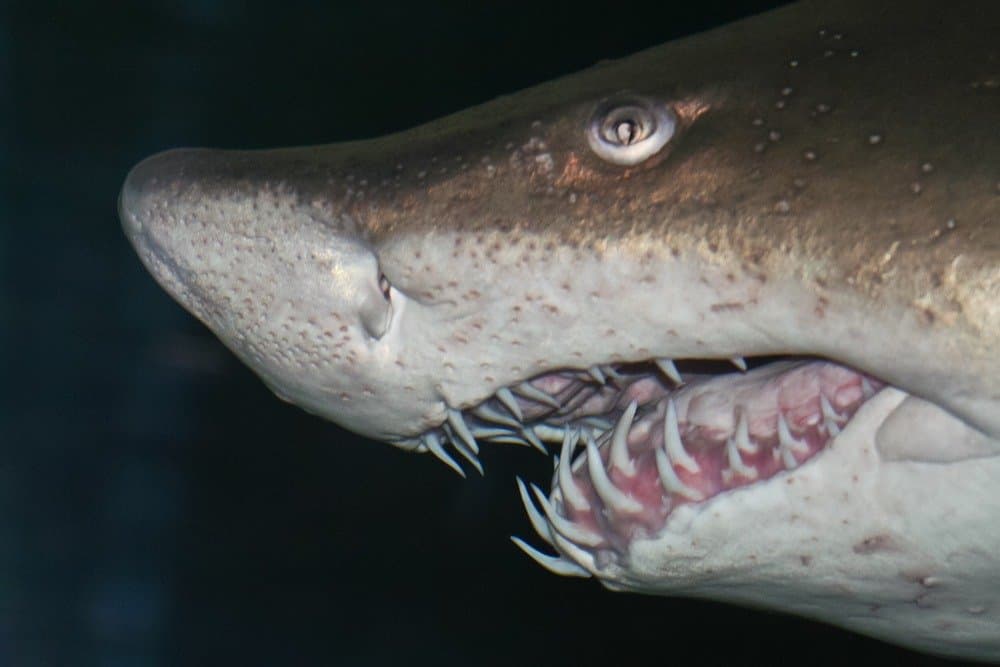 Nhìn từ bên Tiger Shark với hàm răng