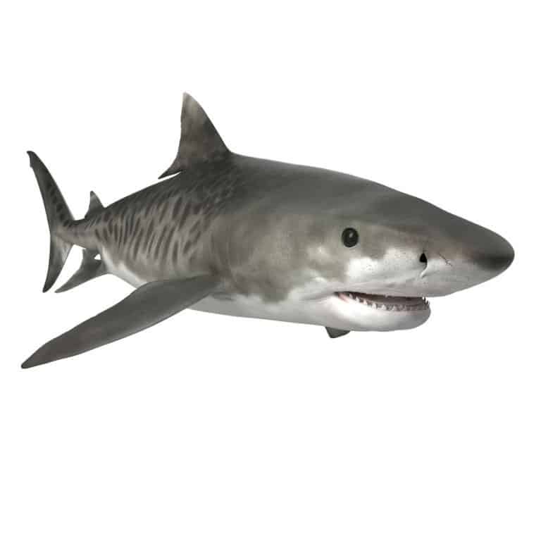 Tiger Shark isolated on a white background