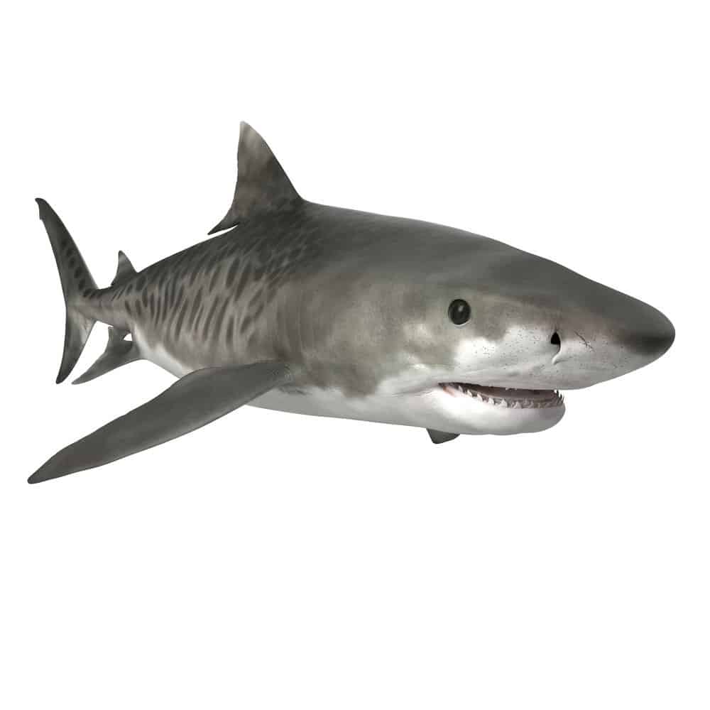 tiger shark mouth open