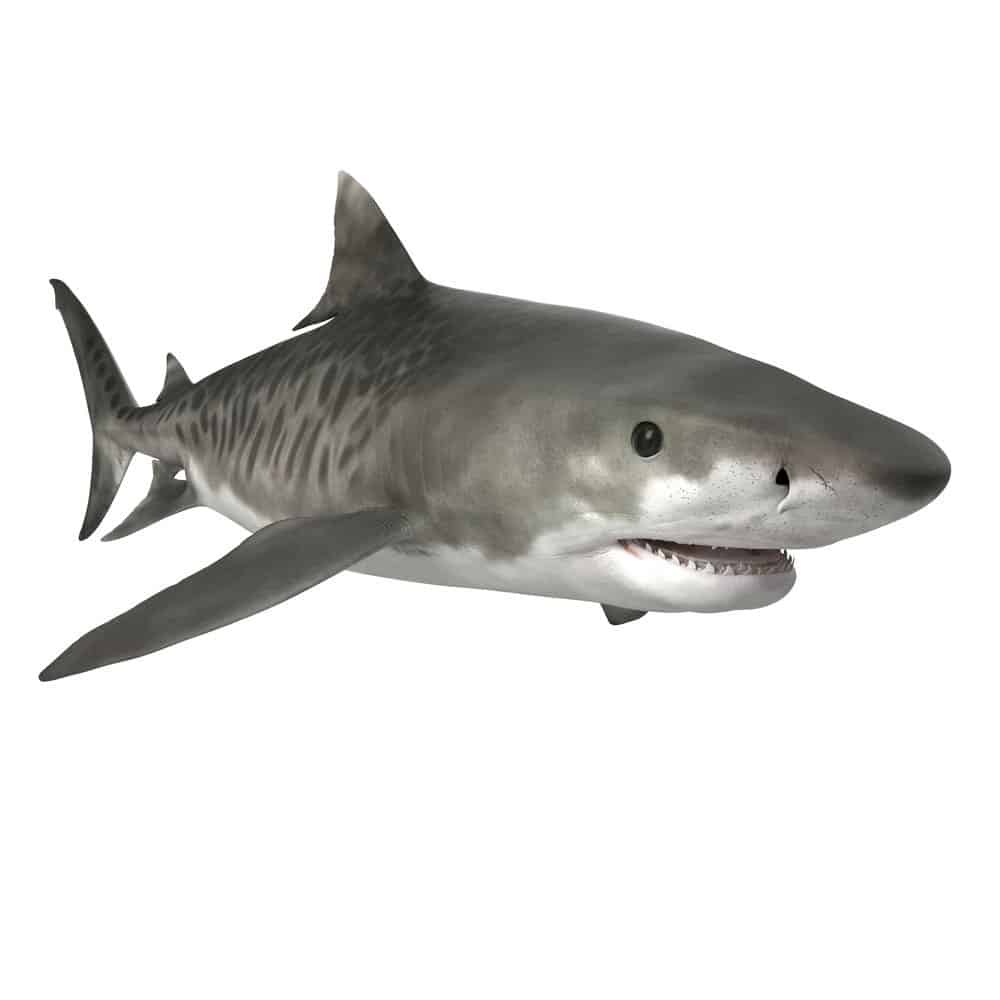 Tiger Shark