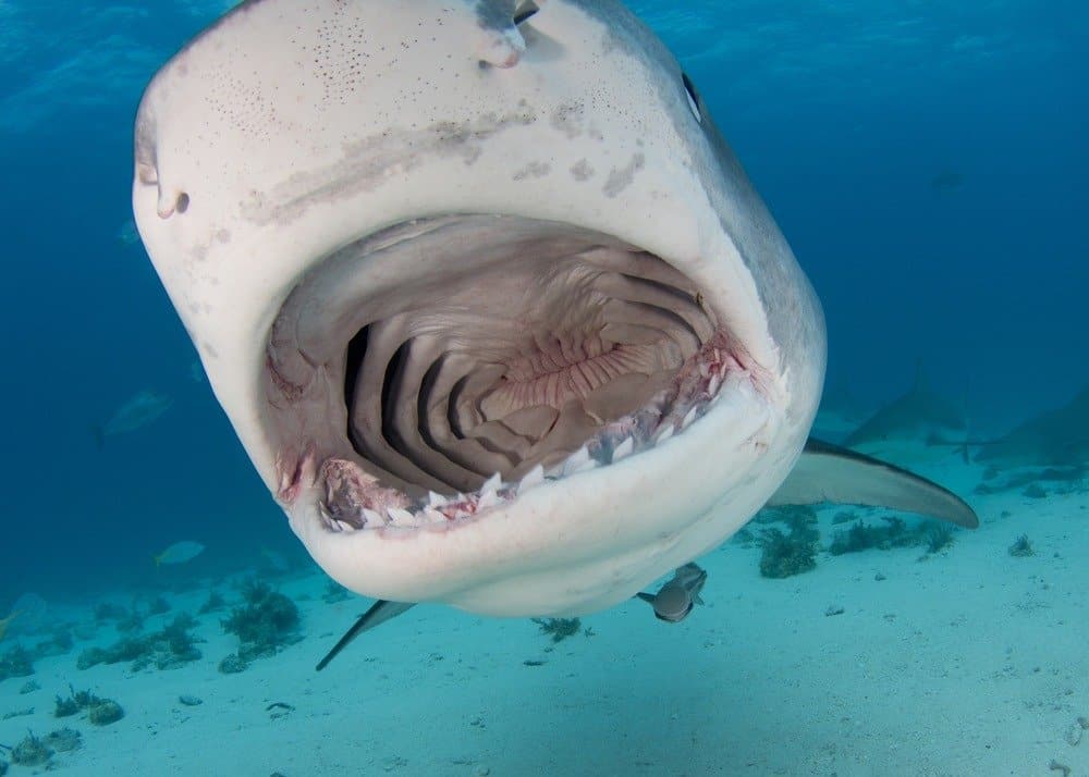 Tiger Shark open mouth