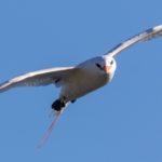 Tropicbird