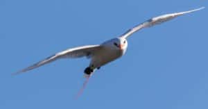 Tropicbird soaring in the air