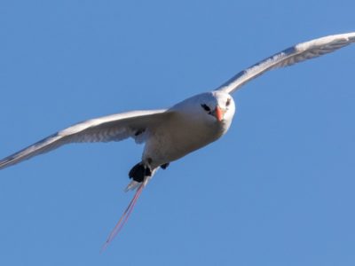 Tropicbird Picture