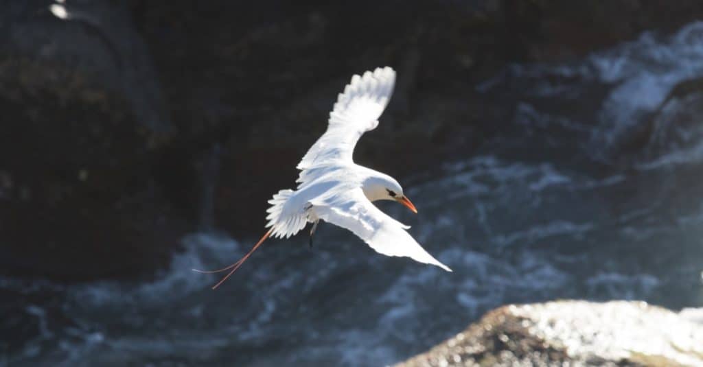Tropicbird flying over the ocean