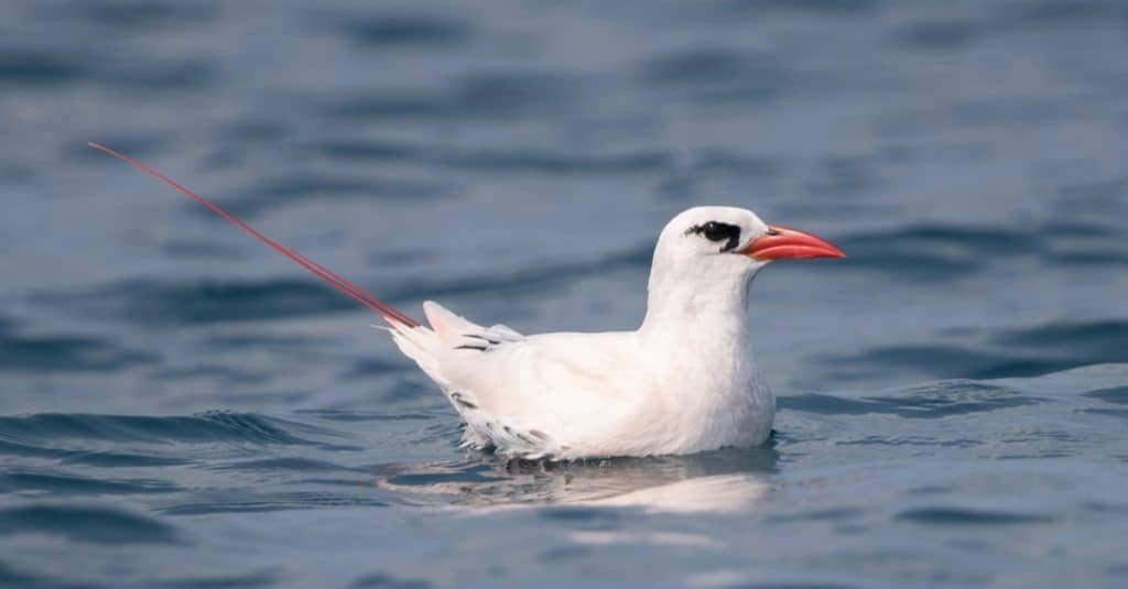 Tropicbird sitting on the ocean