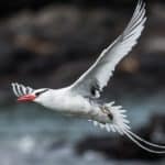 Tropicbird