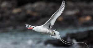 Tropicbird flying over the ocean