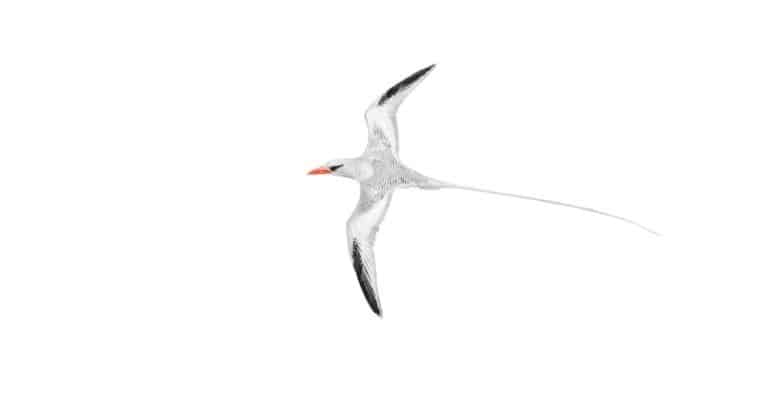 Tropicbird isolated on white
